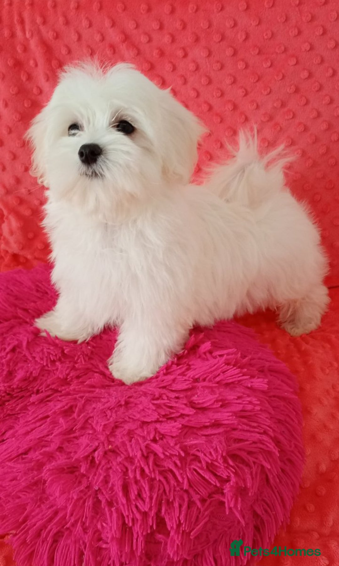 Maltese dogs for sale: Maltese puppies 2 girls and boy in Crewe - Image 2