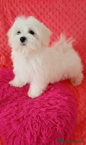 Maltese dogs in Crewe - Advert 2