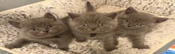 British Shorthair cats for sale: British blue shorthair  - Advert 8