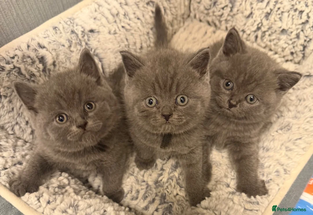 British Shorthair cats for sale: British blue shorthair  - Advert 8