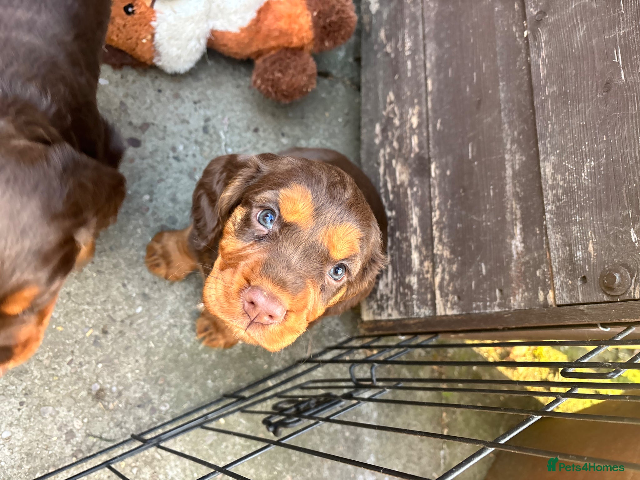 Cocker Spaniel dogs 1 Choc Tan Bitch KC Working Cocker Spaniel Puppies - Advert 6