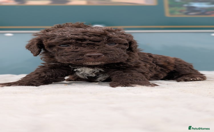Lagotto Romagnolo dogs in Lockerbie - Advert 1