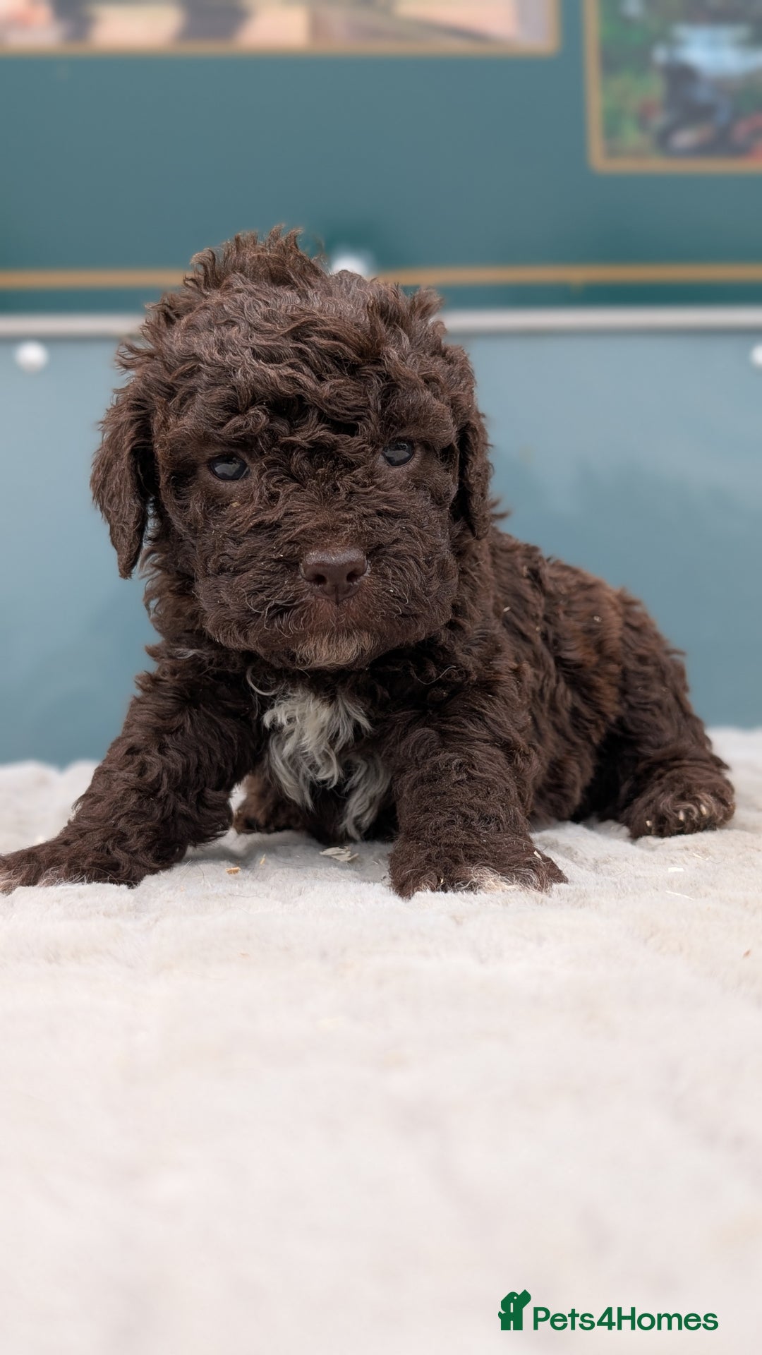 Lagotto Romagnolo dogs for sale: Brilliant litter of Lagotto  in Lockerbie - Image 1