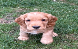 Cocker Spaniel dogs for sale: KC Reg Working Cocker Puppy – Ready 23rd Sept! - Image 1