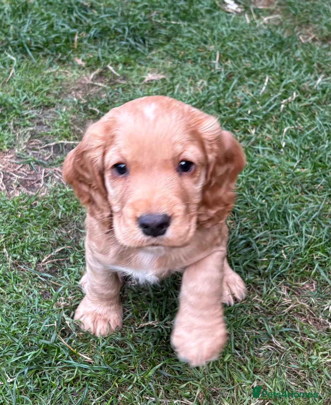 Cocker Spaniel dogs for sale: KC Reg Working Cocker Puppy – Ready 23rd Sept! - Image 1