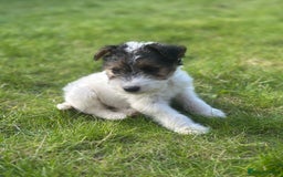 Fox Terrier dogs for sale: Fox Terrier puppies for sale - 07704995261 - Image 3