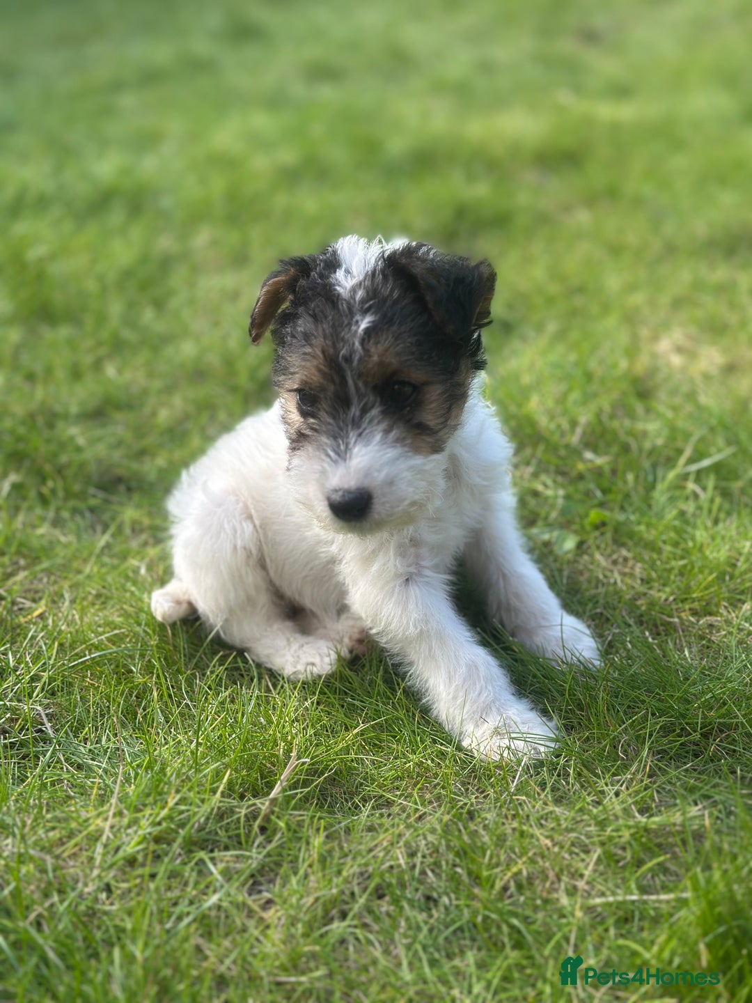 Fox Terrier dogs for sale: Fox Terrier puppies for sale - 07704995261 - Image 3