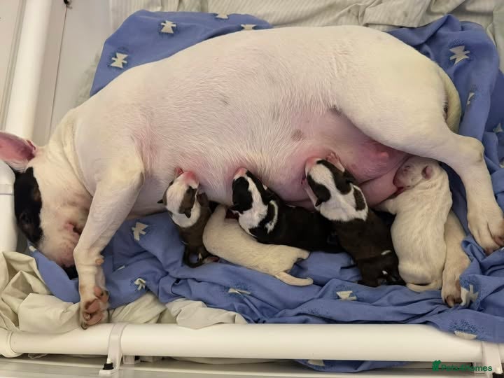 Bull Terrier dogs KC Registered Puppies - Advert 17