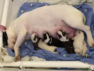 Bull Terrier dogs KC Registered Puppies - Advert 17