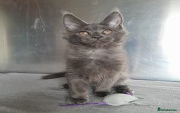 Maine Coon cats for sale: solid boys polydact maine coon  - Image 3
