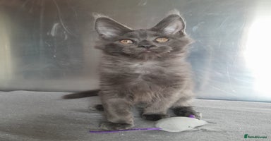 Maine Coon cats - Advert 3