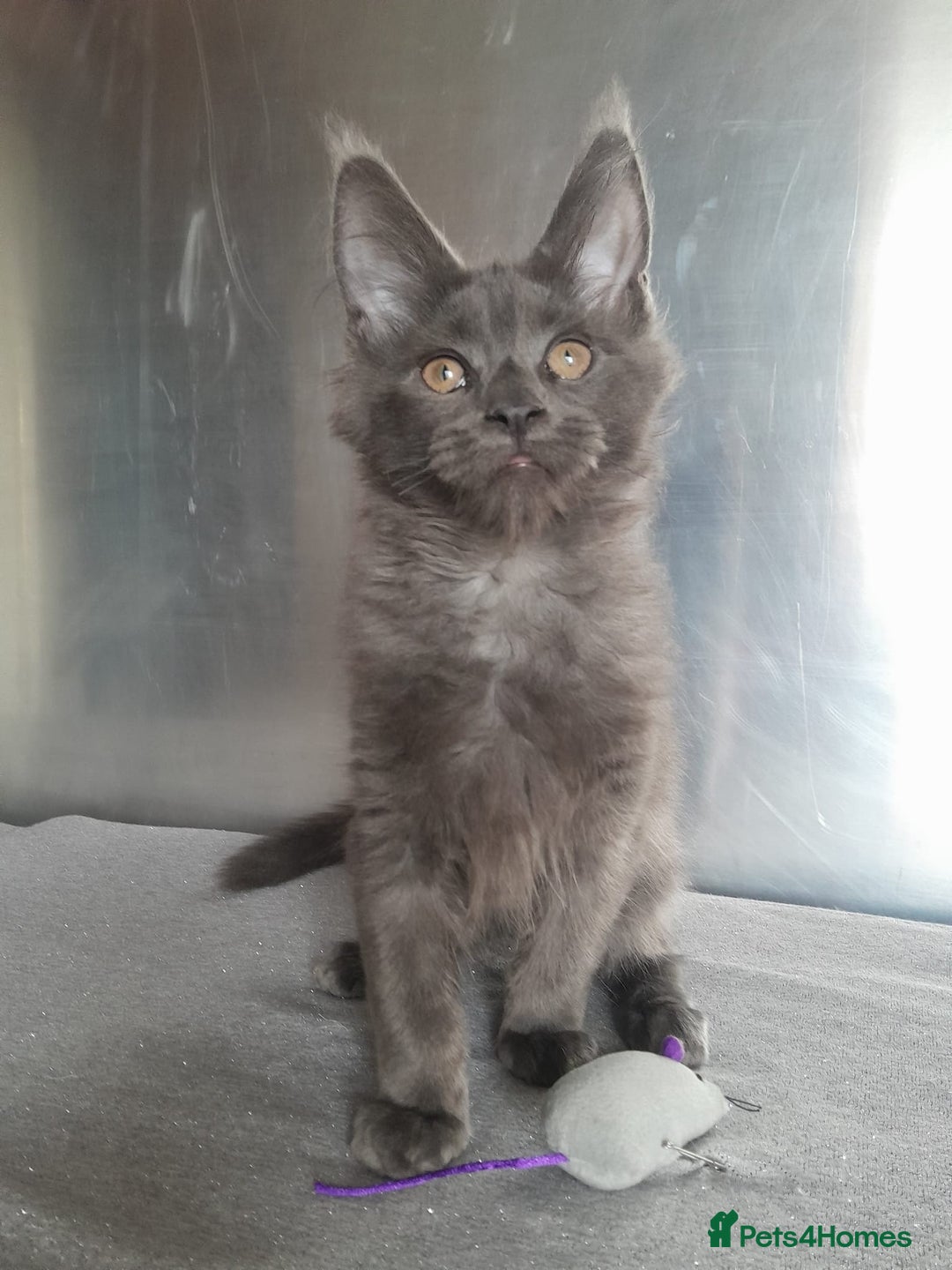 Maine Coon cats for sale: solid boys polydact maine coon  - Image 3