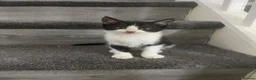 Mixed Breed cats for sale: 2 adorable male kittens ready to be rehomed!!  in Liverpool - Advert 5