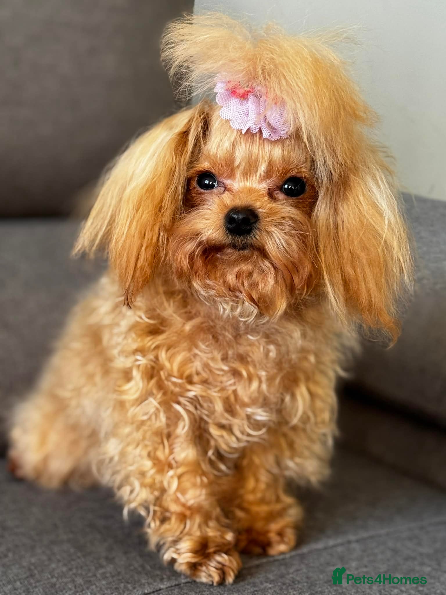 Maltipoo dogs Small F1 Maltipoo female for sale - Advert 1