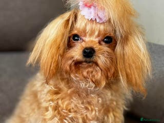 Maltipoo dogs Small F1 Maltipoo female for sale - Advert 12