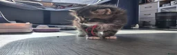 Norwegian Forest Cat cats for sale: Little kitten  - Advert 7