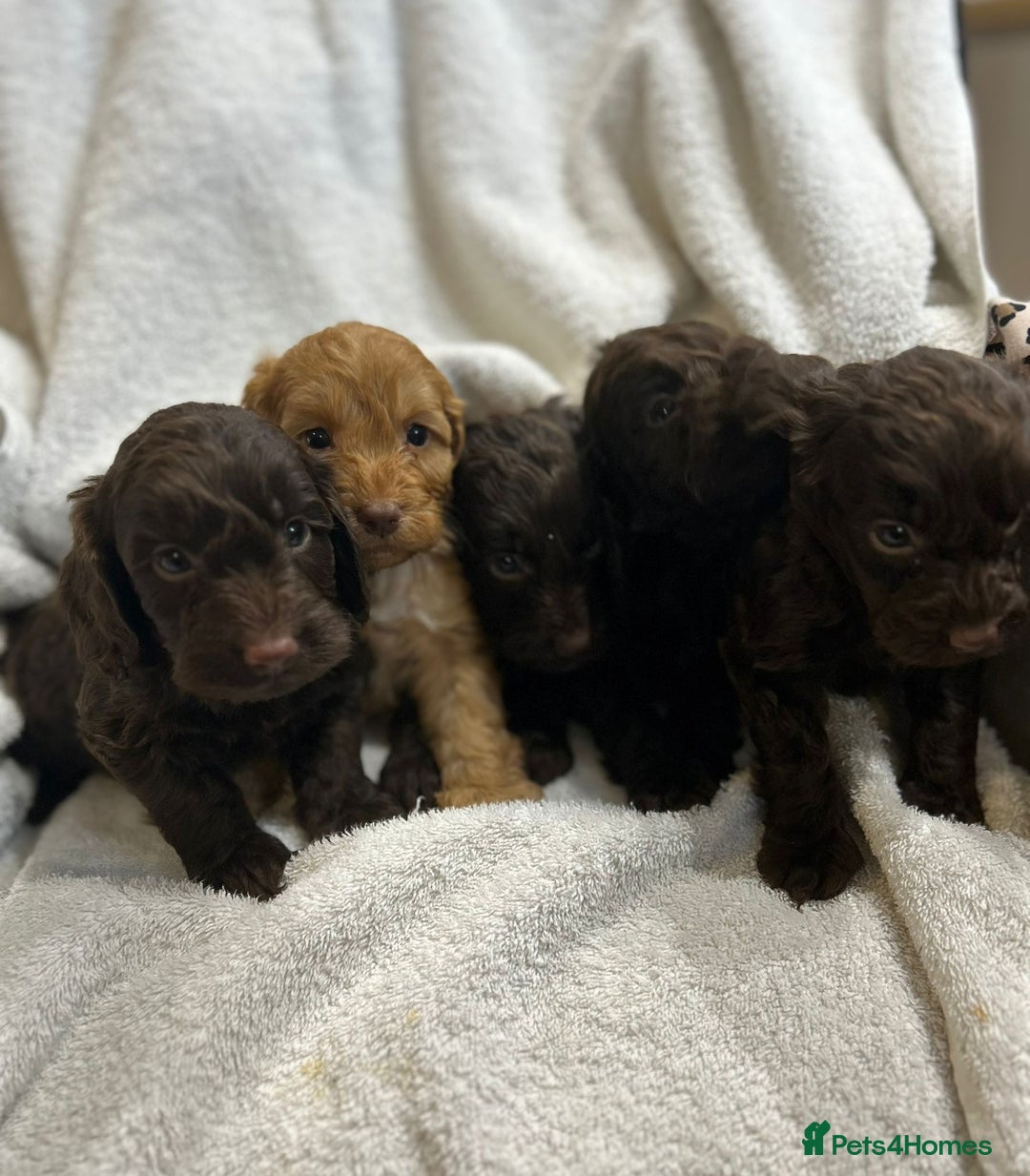 Cockapoo dogs for sale: Beautiful cockapoo puppies  - Advert 6