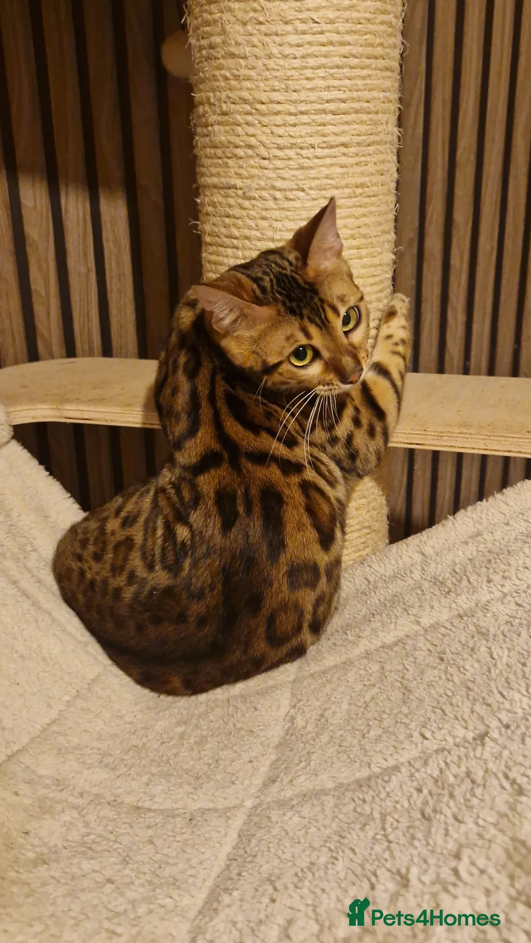 Bengal cats for sale: Beautiful queen ❤️ - Advert 1