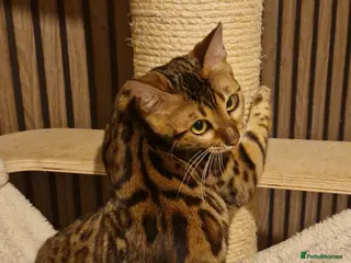 Bengal cats Beautiful queen ❤️ - Advert 1