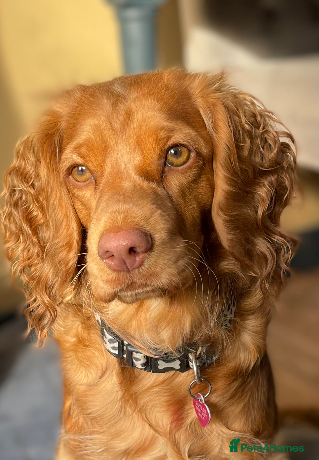 Cocker Spaniel dogs for sale: Beautiful health tested Cocker spaniel pups  - Advert 3