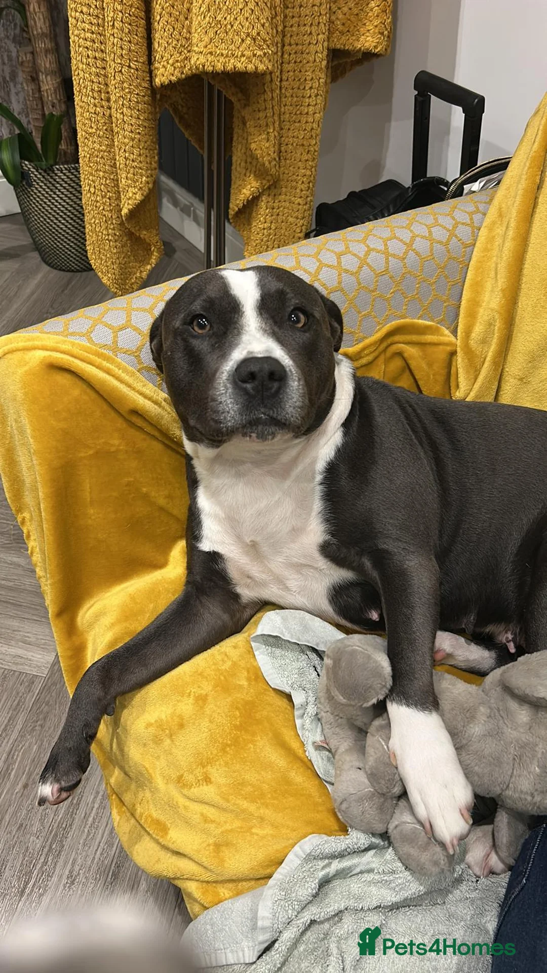 Staffordshire Bull Terrier dogs for sale: Little snowy princess  - Advert 5