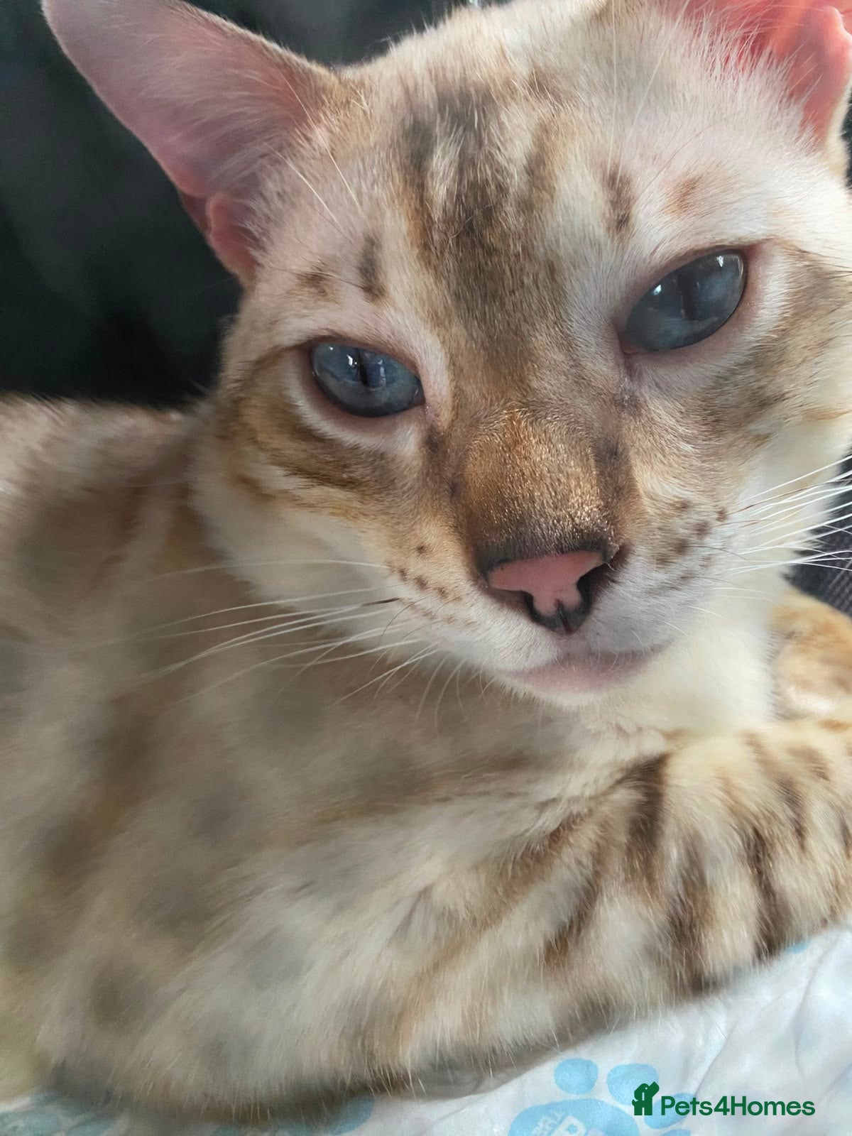 Bengal cats for stud: Male Bengal looking for some loving. in London - Advert 2