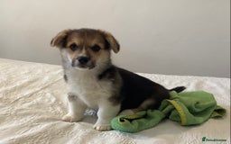 Welsh Corgi Pembroke dogs for sale: Welsh Pembroke Corgi Ready to leave 2 girls 1 boys - Advert 7