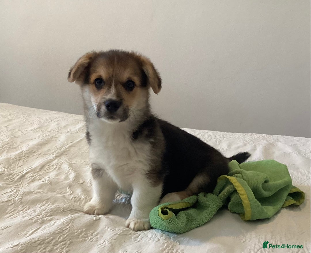 Welsh Corgi Pembroke dogs for sale: Welsh Pembroke Corgi Ready to leave 2 girls 1 boys - Advert 7