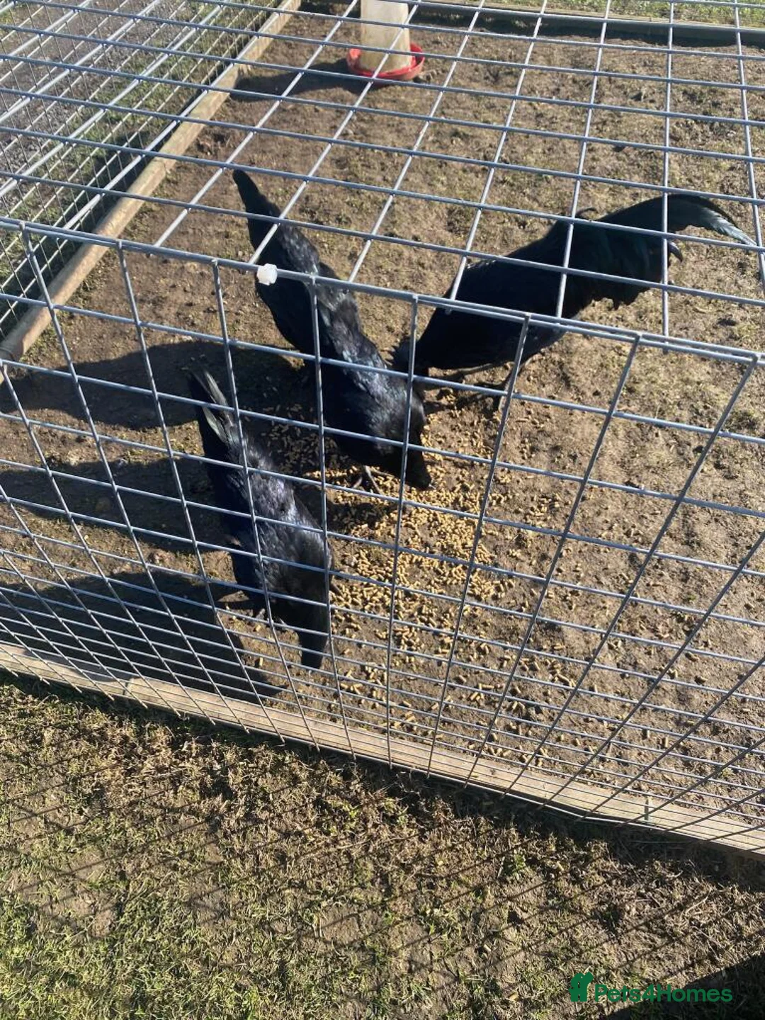 Hens poultry for sale: 2X sets of 1 male 3 female ayem chamami chicks in Pontefract - Advert 2