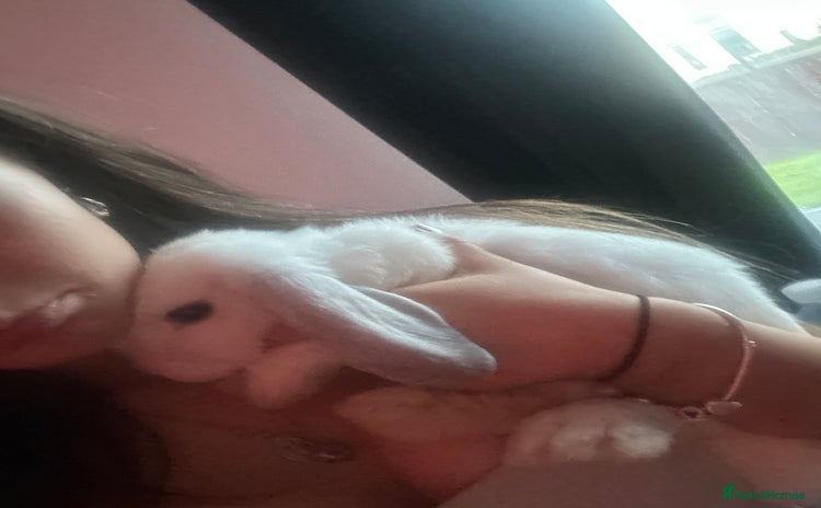 Mini Lop rabbits - Advert 4