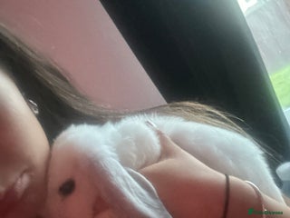 Mini Lop rabbits - Advert 5