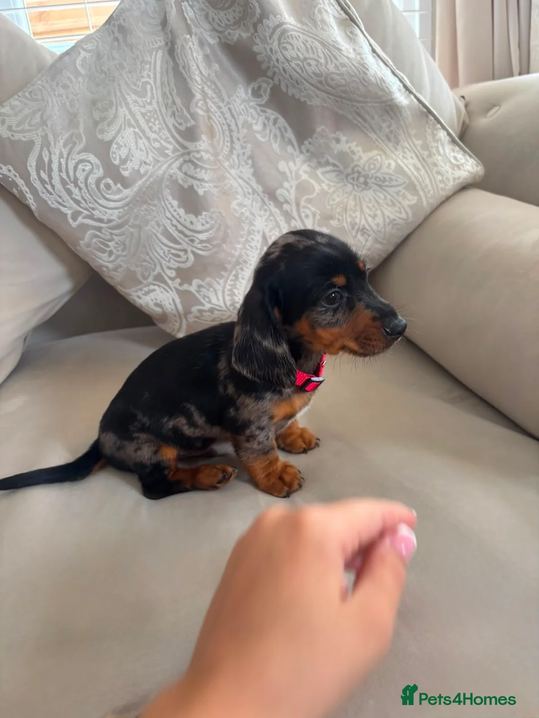 Miniature Dachshund dogs for sale: ✨ KC Lines | Miniature Dachshund Puppies✨ - Advert 2
