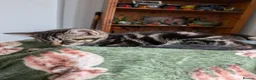 Mixed Breed cats for sale: 1 male and 3 female kittens  - Advert 6