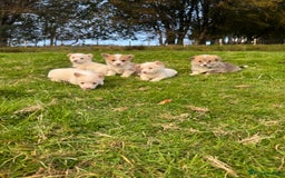 Welsh Corgi Pembroke dogs for sale: Beautiful Registered Pembroke Corgis - Image 10