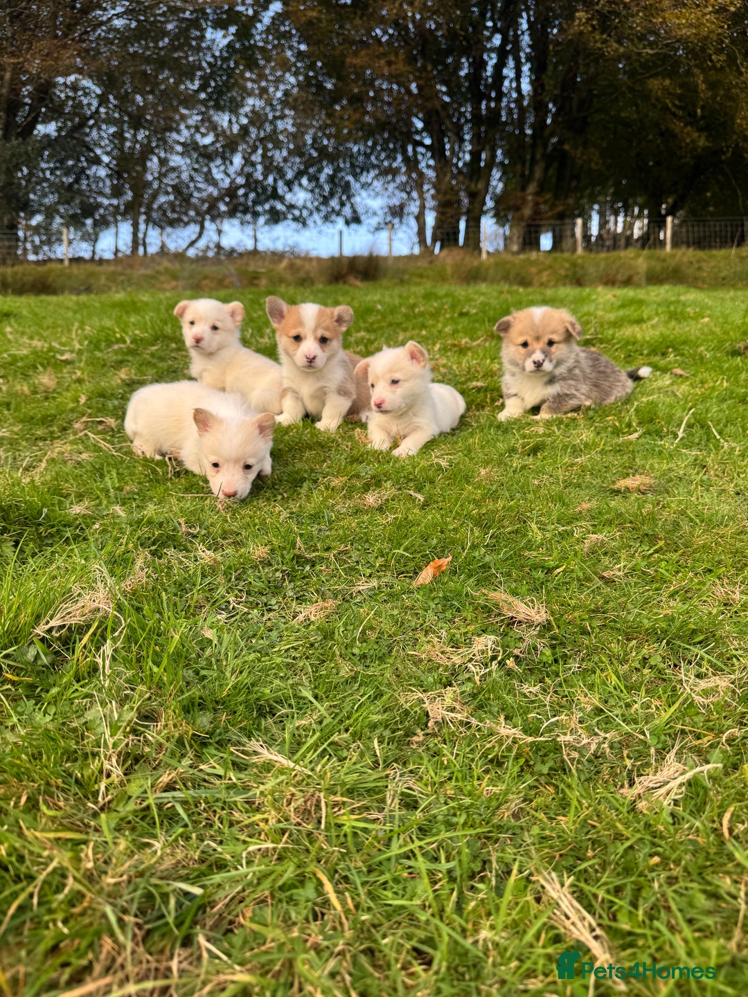 Welsh Corgi Pembroke dogs for sale: Beautiful Registered Pembroke Corgis - Image 10