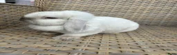 Mini Lop rabbits for sale: 1 Lovely handsome mini lop buck and adult. - Advert 8