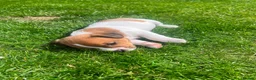 Jack Russell dogs for sale: Jack russell puppies  - Advert 14