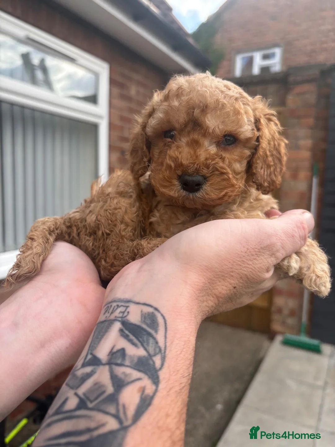 Cockapoo dogs for sale: F2 last girl puppy ready to go ! 🐶 - Advert 2
