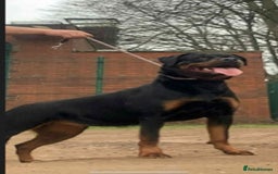 Rottweiler dogs for sale: Rottweiler puppies - Image 3