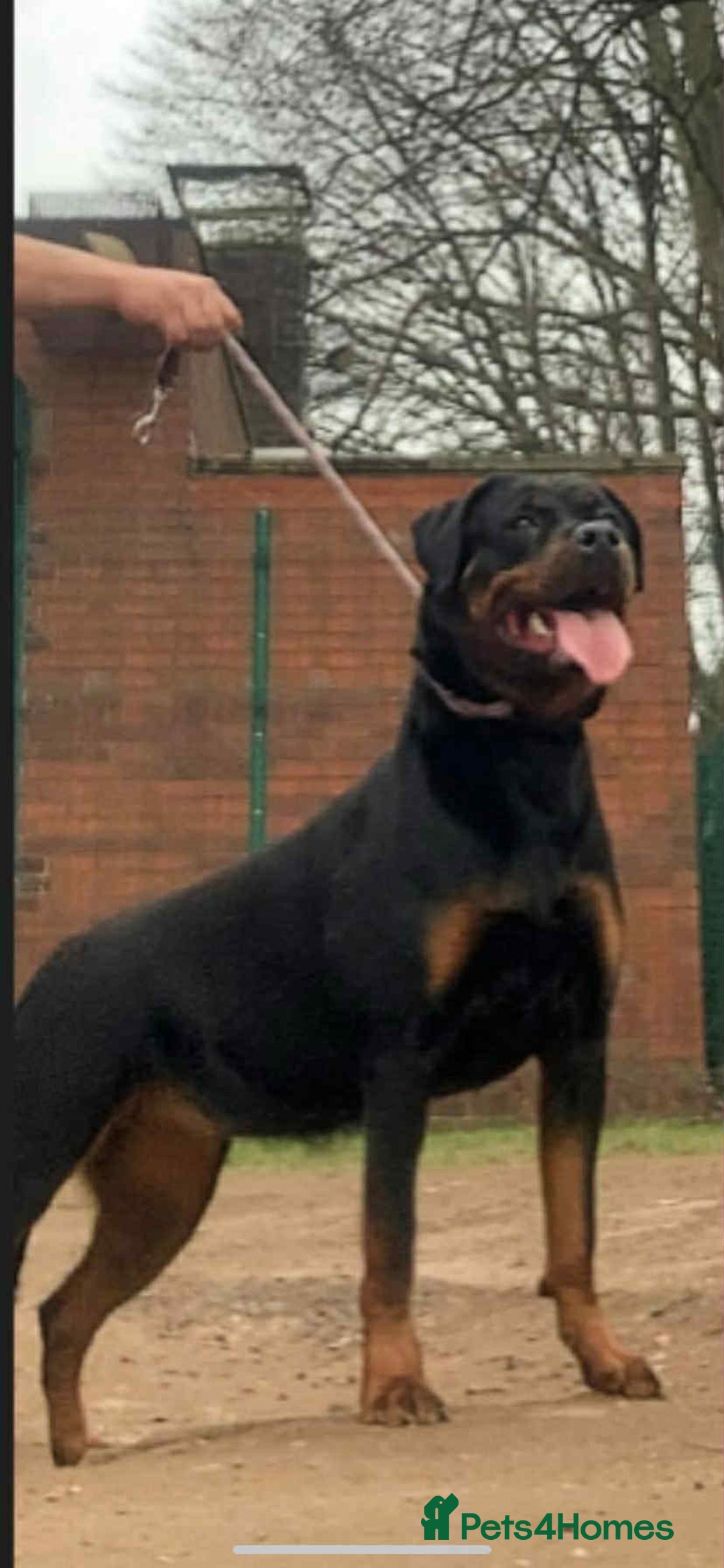 Rottweiler dogs for sale: Rottweiler puppies - Image 3