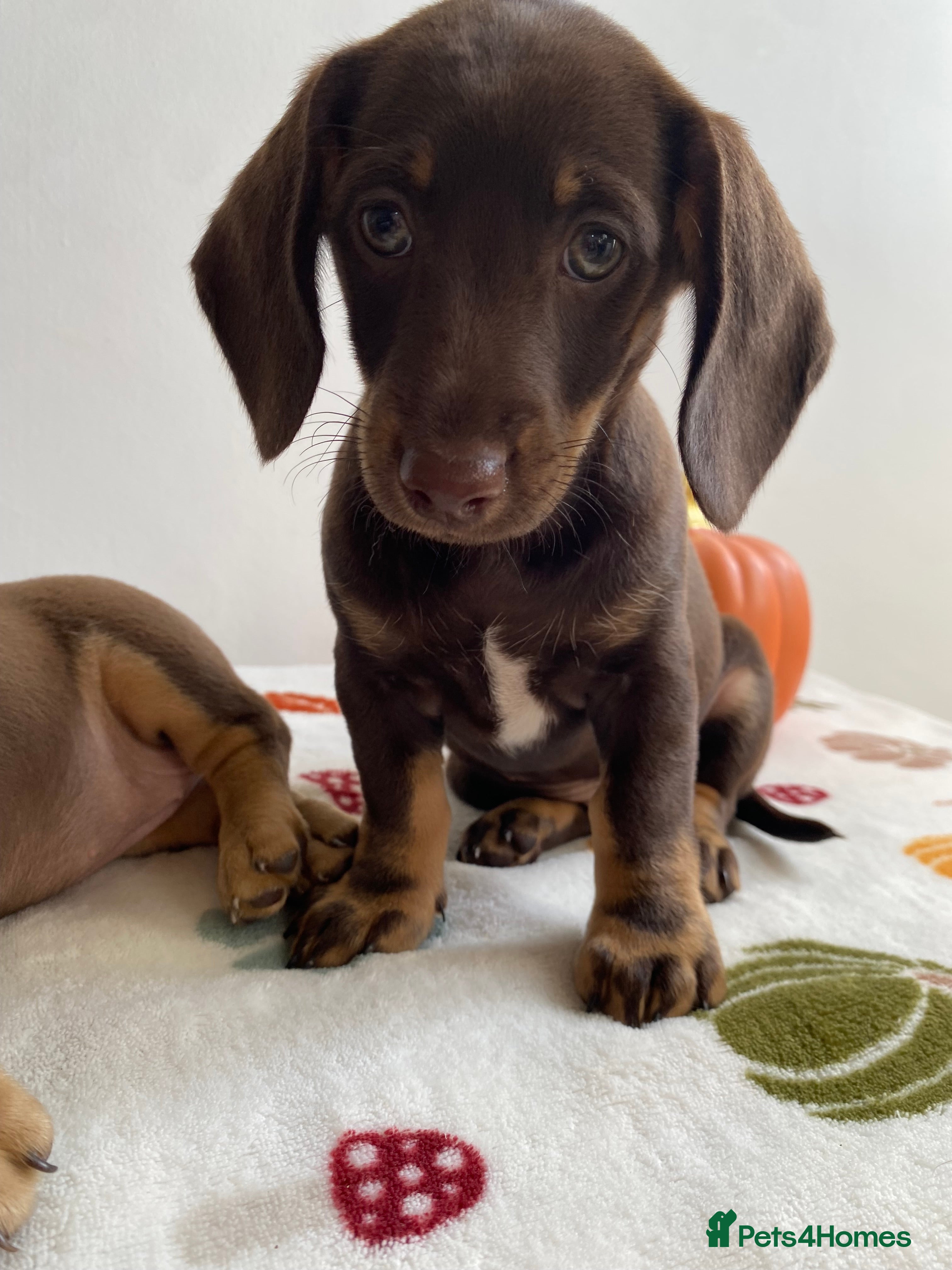Miniature Dachshund dogs Miniature dachshund  - Advert 2