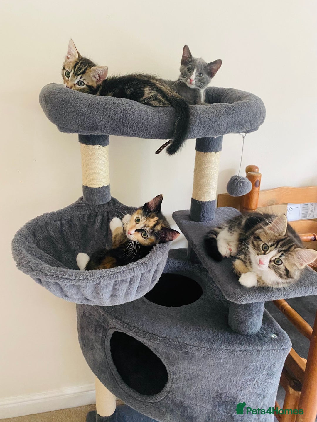 Domestic Shorthair cats for sale: Ragdoll Cross X DSH - Image 7