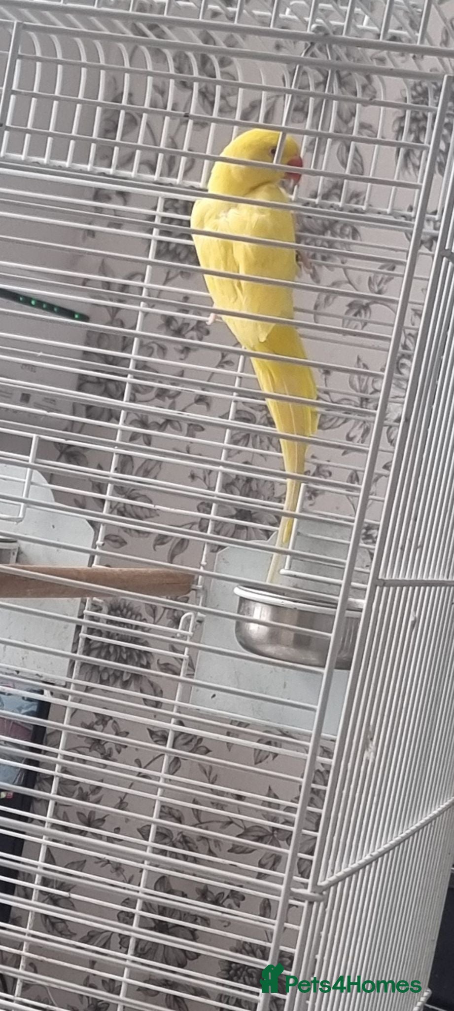 Ringnecks birds Beautiful baby lutino ringneck talking parrot  - Advert 2