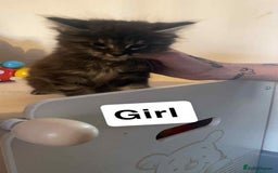 Mixed Breed cats for sale: Half maine coon,kittens for sale. - Advert 4