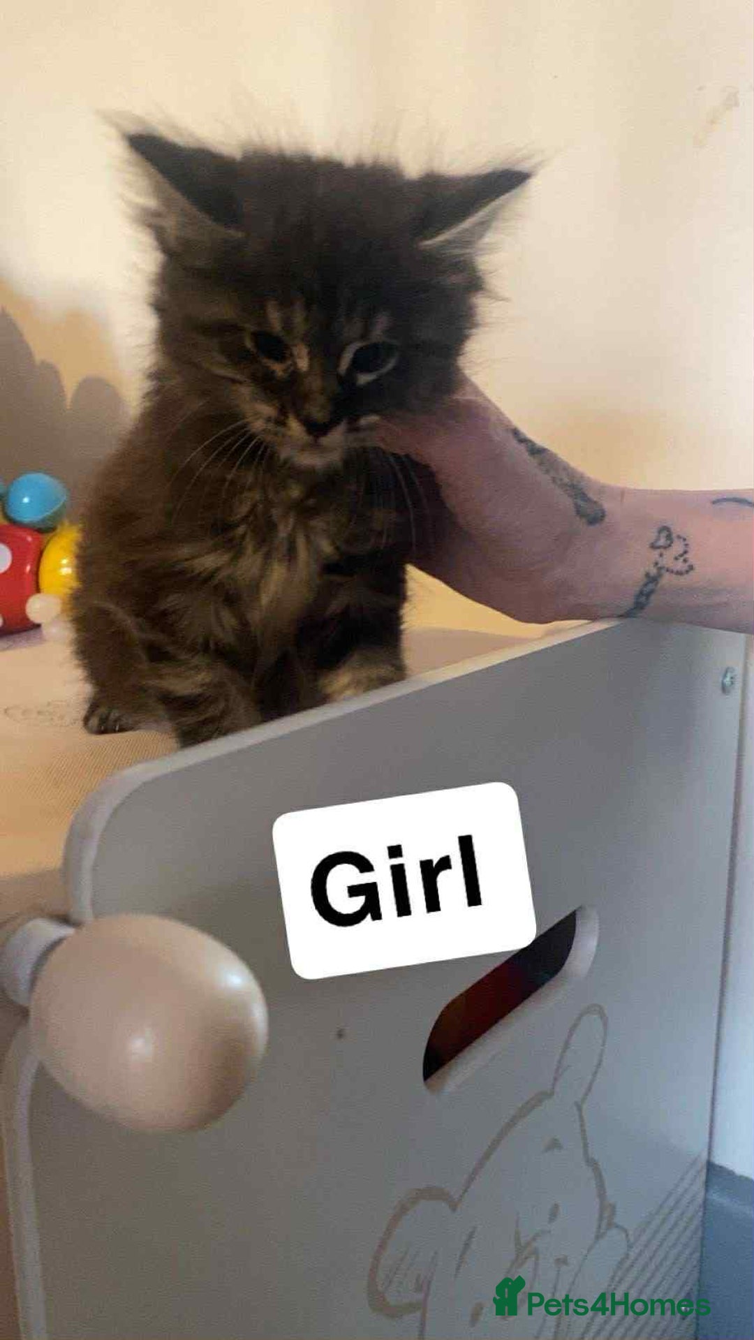 Mixed Breed cats for sale: Half maine coon,kittens for sale. - Advert 4