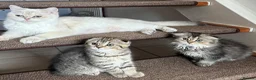 Scottish Fold cats for sale: Only 2 left!! Beautiful Scottish Fold Kittens  - Advert 1