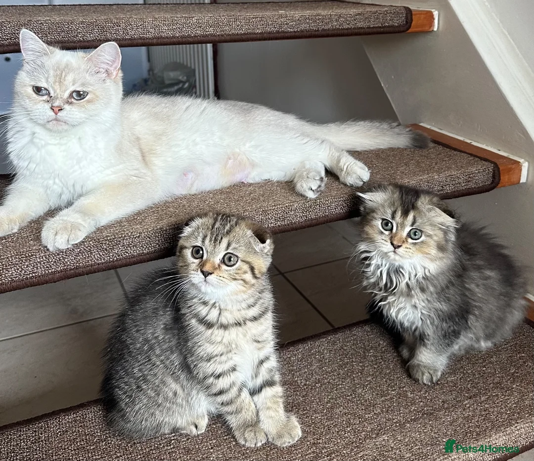 Scottish Fold cats for sale: Only 2 left!! Beautiful Scottish Fold Kittens  - Advert 1