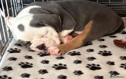 English Bulldog dogs for sale: 8 week old beautiful English Bulldog - Advert 11