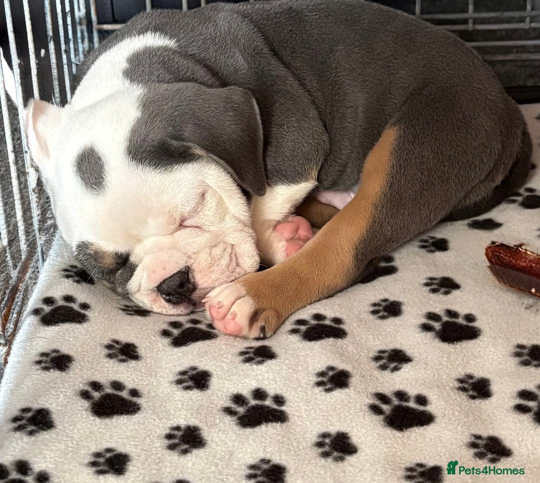 English Bulldog dogs for sale: 8 week old beautiful English Bulldog - Advert 11