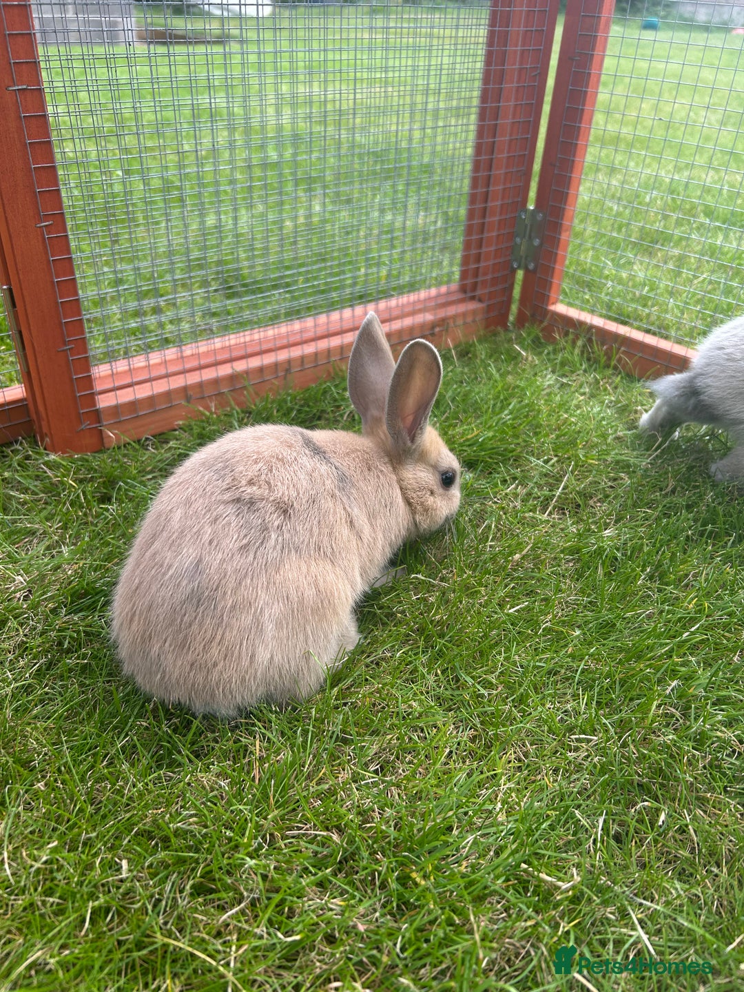Mixed Breed rabbits for sale: 8 month old rabbits  - Image 3